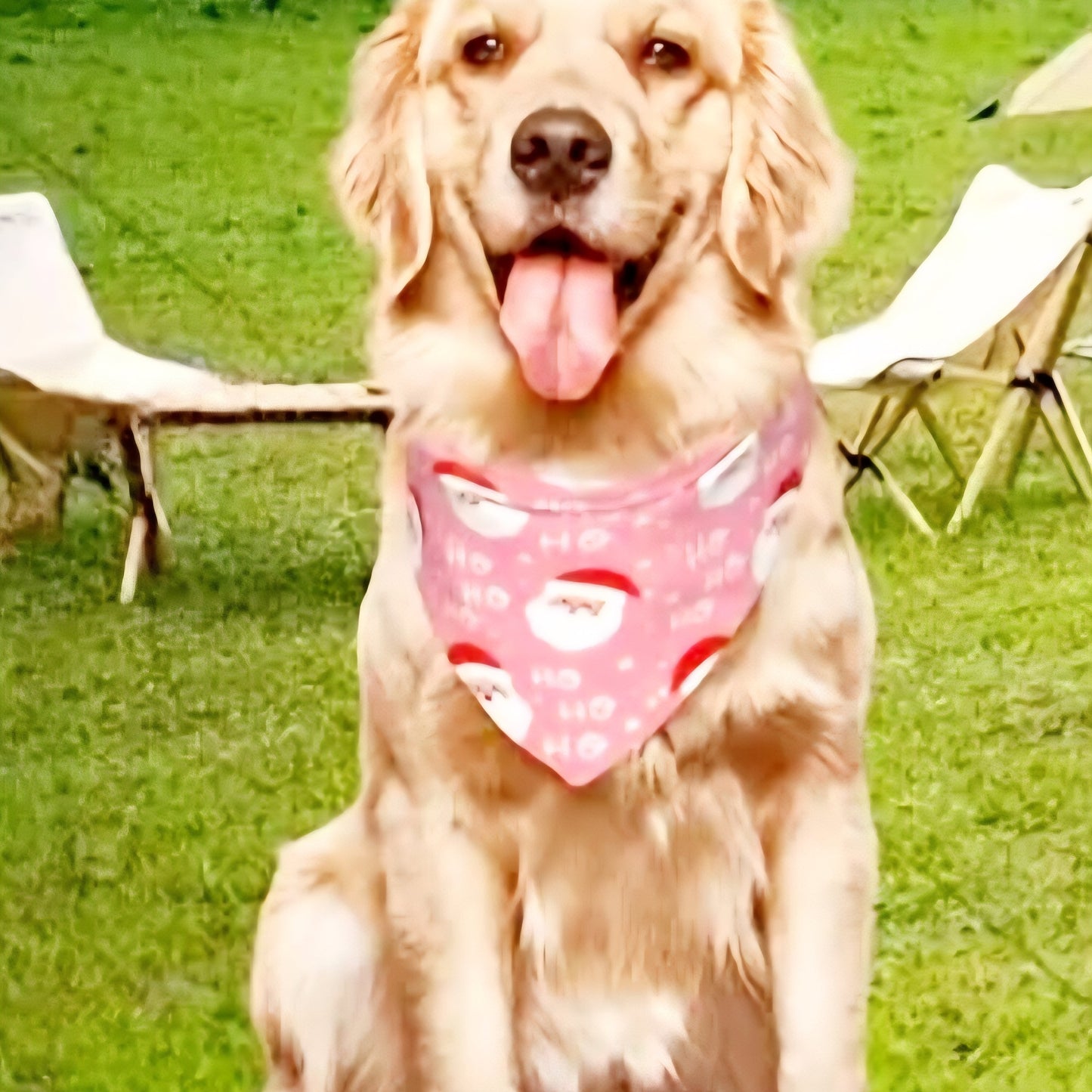 Honden bandana